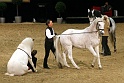 Pferd und Jagd 2008  068